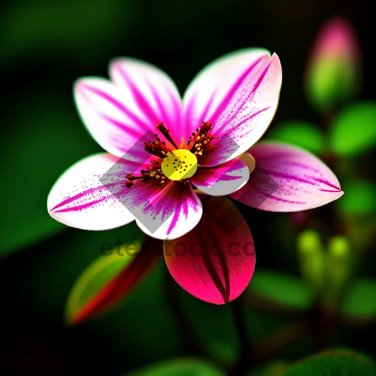 Picture of Pink Blossoming Petals of Violet Wood Sorrel