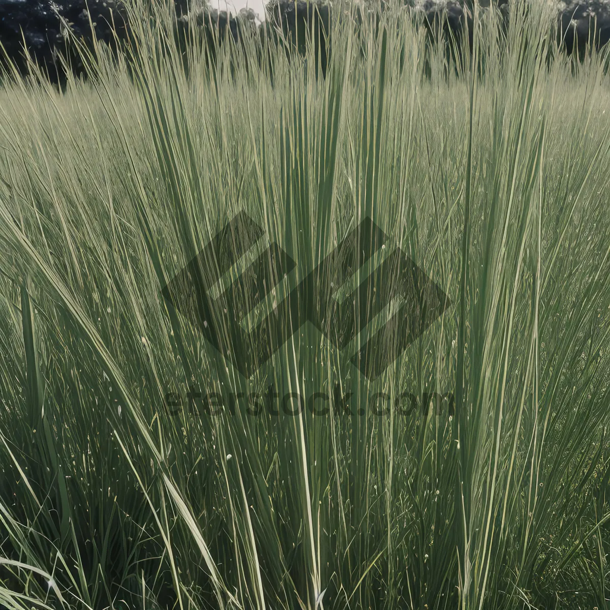 Picture of Bountiful Wheat Field Under Blue Sky