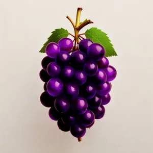 Juicy Purple Grape Cluster in Vineyard