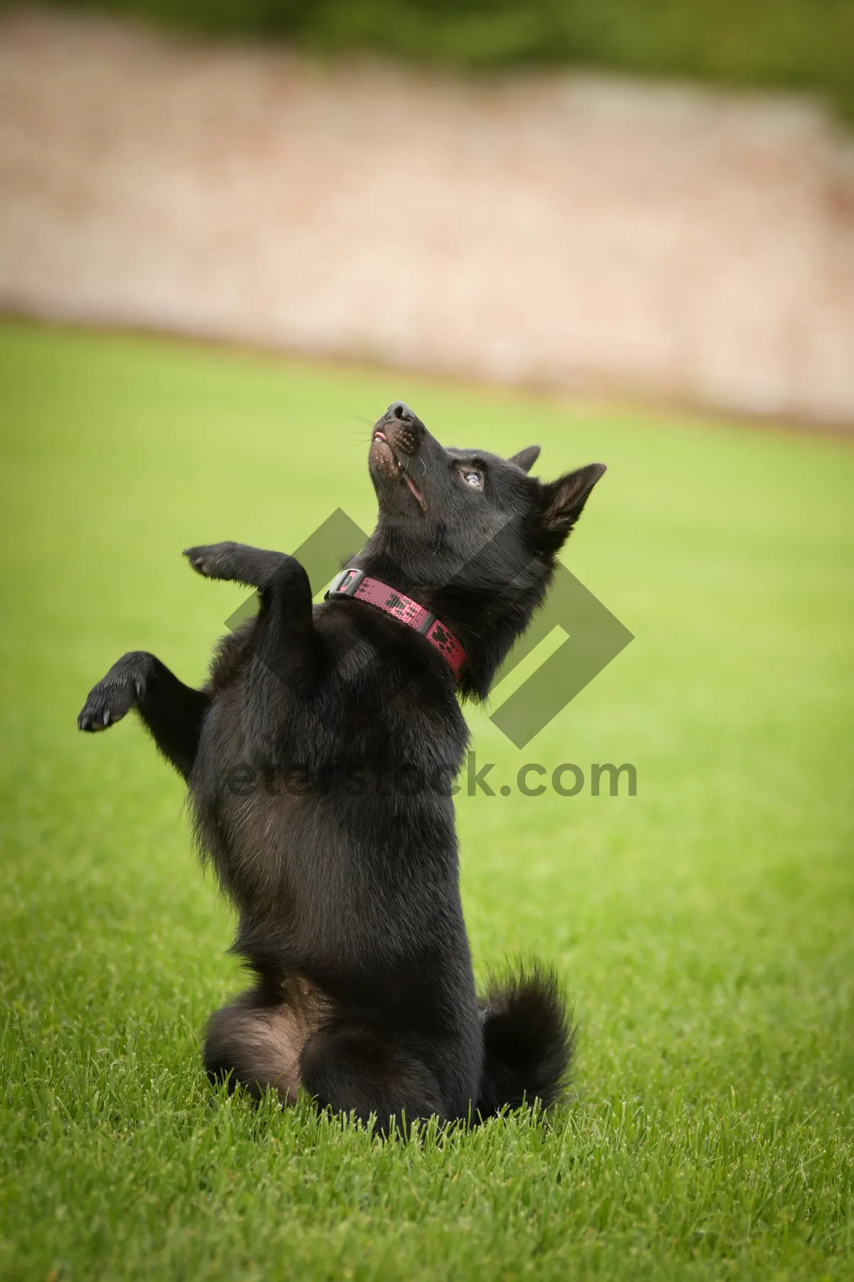 Picture of Domestic pets on leash in grassy field.