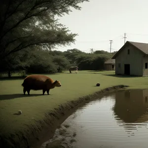 Idyllic Prairie Grazing: Bison Herd by the Lake