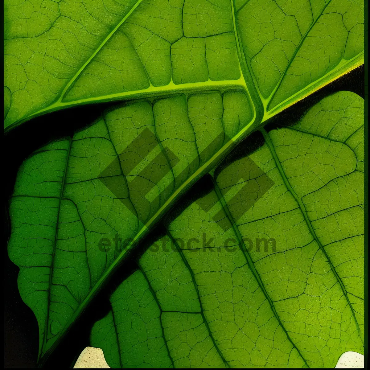 Picture of Vibrant Fractal Graphic with Organic Leaf Texture