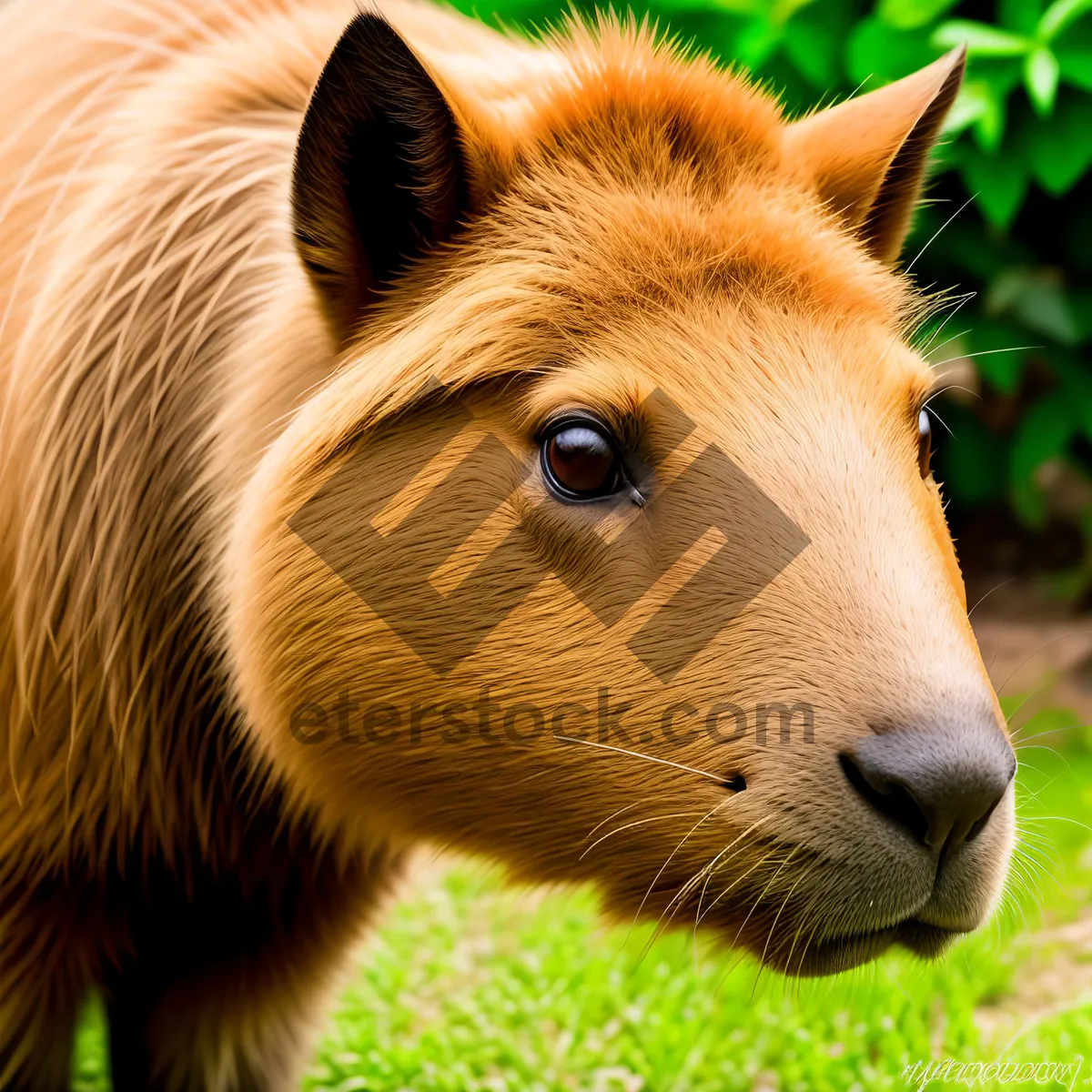 Picture of Wild Horse Grazing in Rural Pasture"
(Note: This description considers a single image showcasing a wild horse with a brown mane grazing in a grassy field surrounded by a meadow)