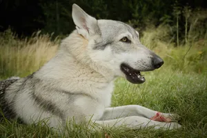 Adorable Malamute Puppy - Best Furry Friend!