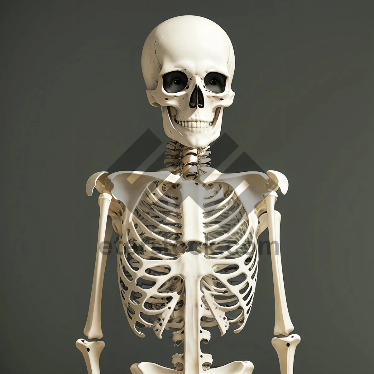 Picture of Spooky 3D Skeleton Head Pose Automaton Anatomy