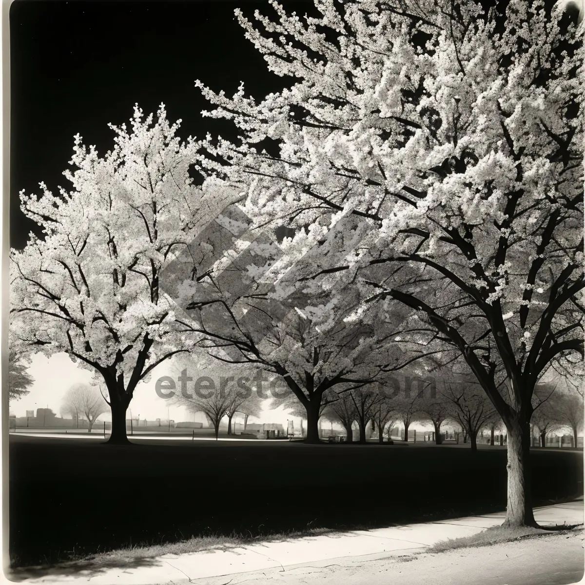 Picture of Winter Wonderland: Majestic trees and park bench in a snowy landscape.