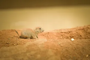 Cute Marmot in Desert Landscape.