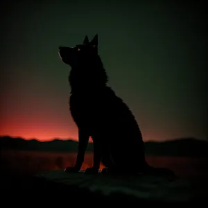 Silhouette of a Watchdog Shepherd Dog at Sunset