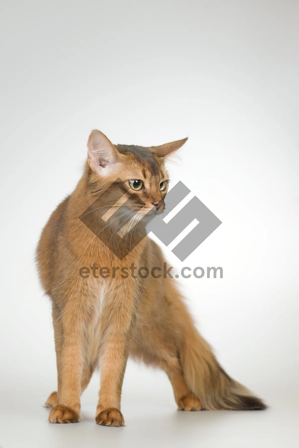 Picture of Cute gray tabby kitten with whiskers sitting adorable