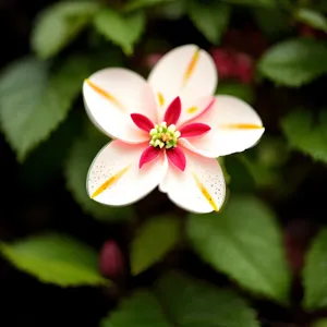 Pink Blooming Floral Saxifrage in Summer Garden