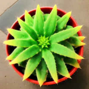 Lush Spurge Cactus with Vibrant Petals