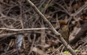 Brown sparrow with wing and eye details close-up.