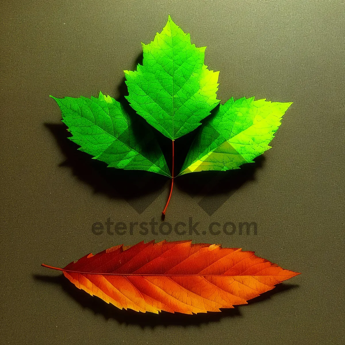 Picture of Autumn Maple Leaves in Bright Yellow and Orange