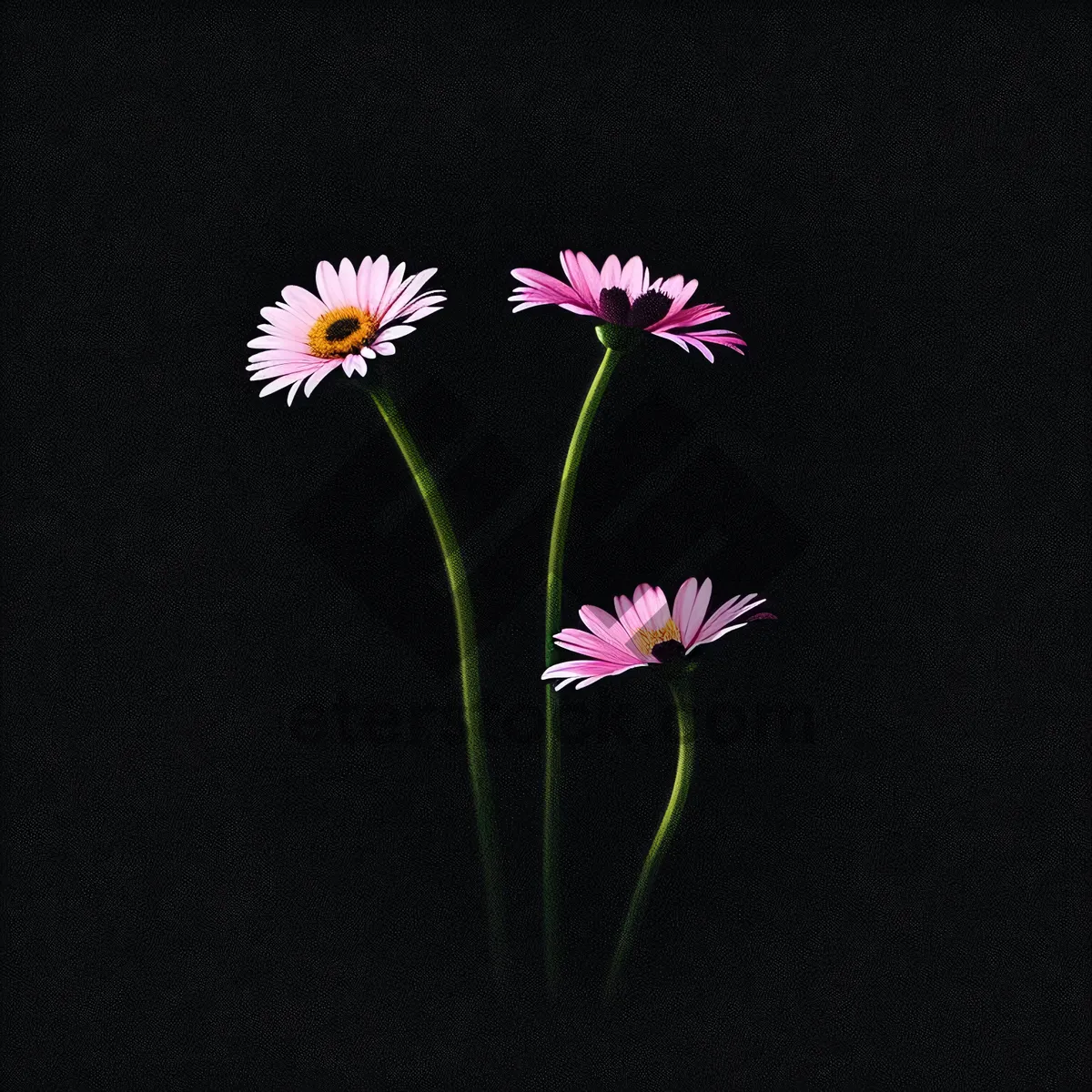 Picture of Vibrant Pink Daisy Blossom in a Summer Garden