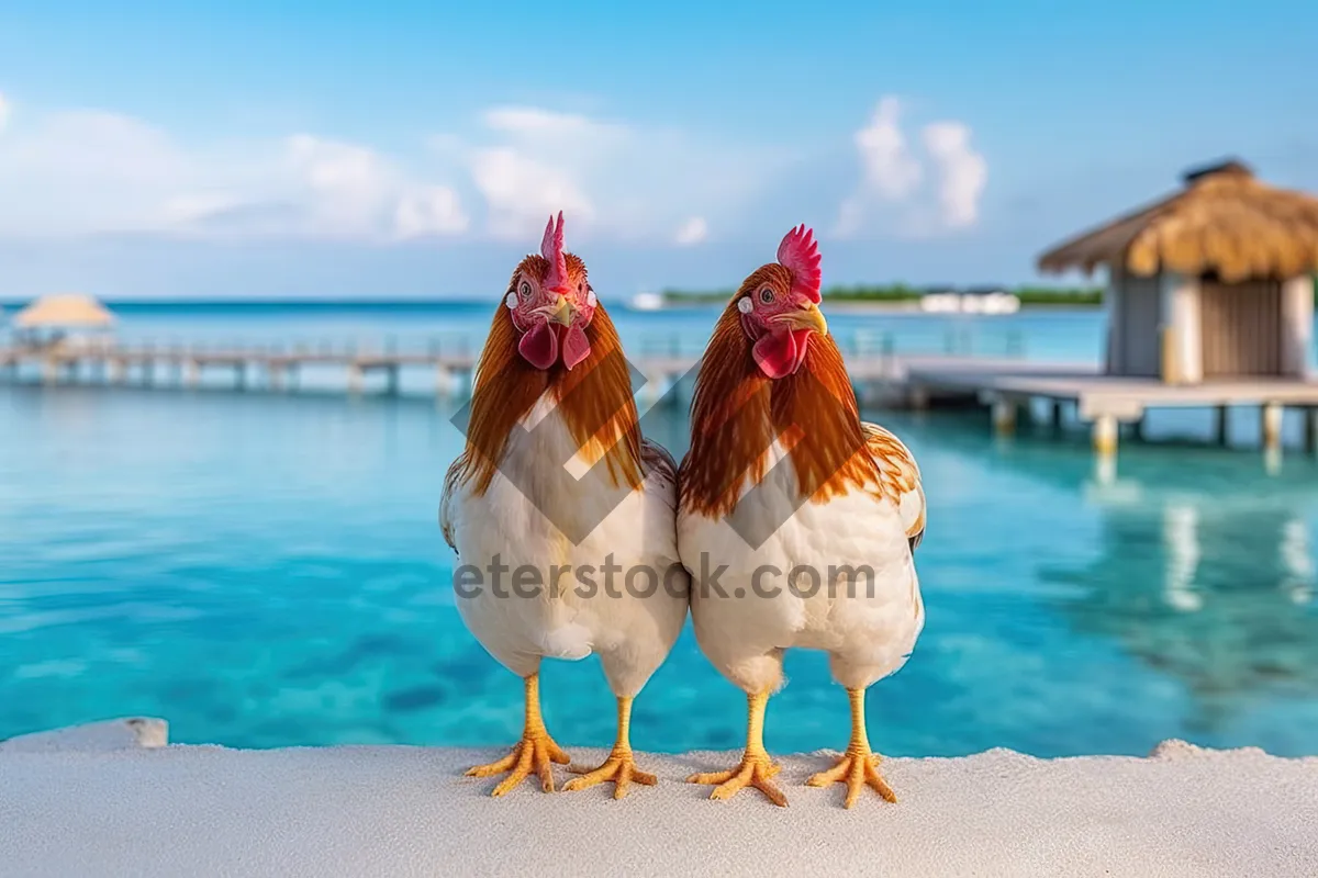 Picture of Adorable farm chicken with colorful feathers and funny beak