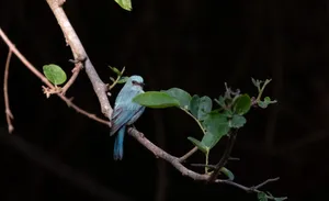 Tropical bird with long beak in forest habitat