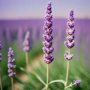 Vibrant lavender blooms in a tranquil garden.