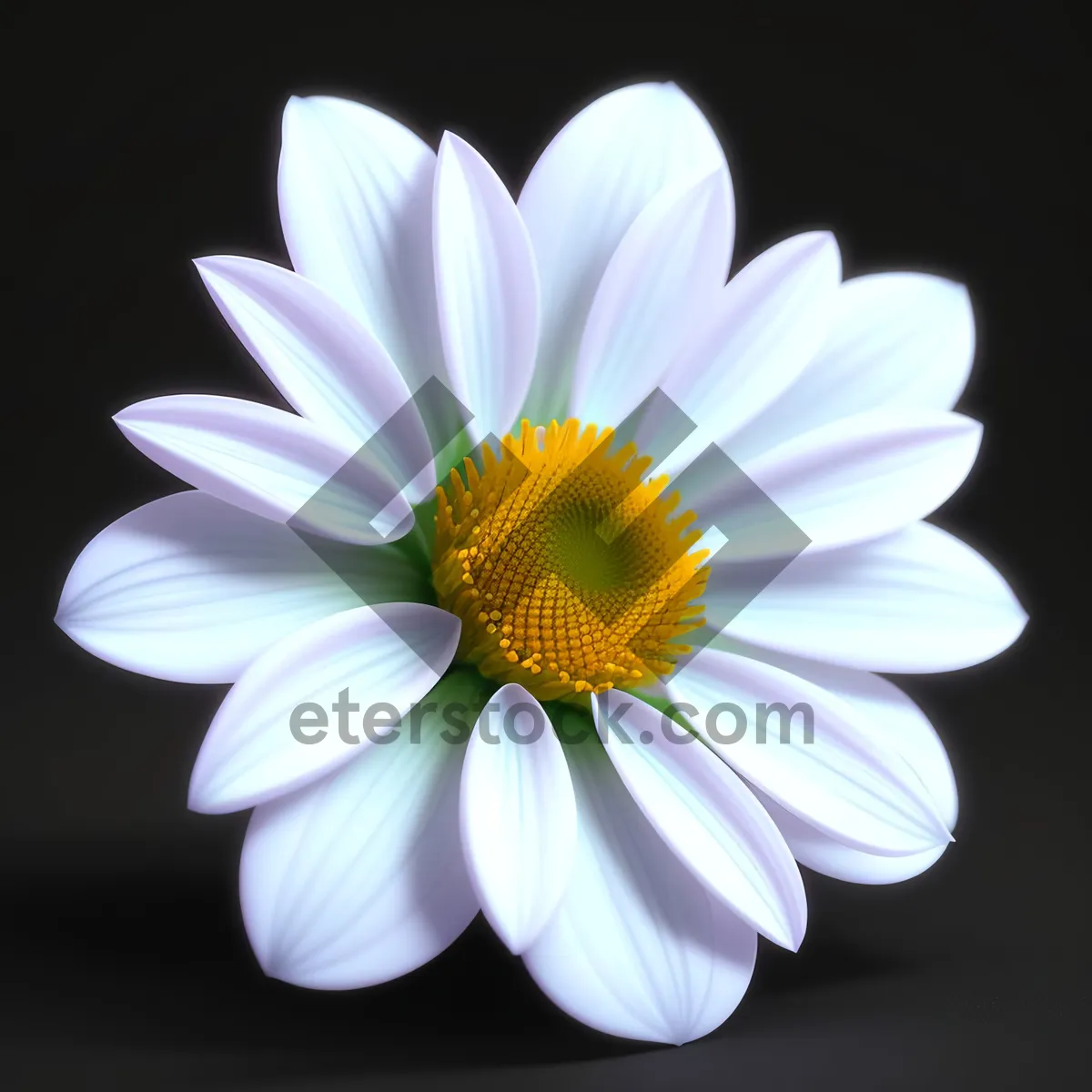 Picture of Yellow Daisy Blossom in Full Bloom