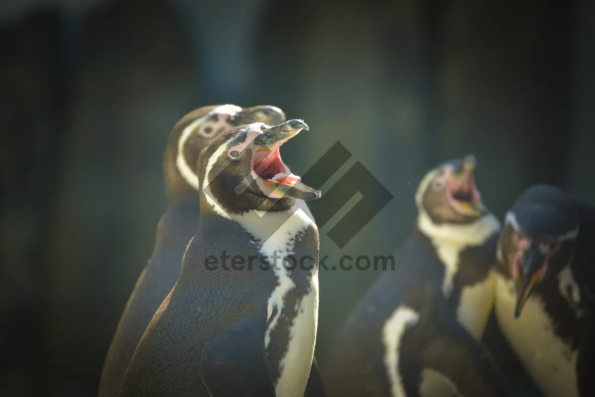 Picture of Wild Seabird with Beak and Feathered Wings Portrait